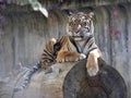 Resting Female Sumatran Tiger, Panthera tigris sumatrae Royalty Free Stock Photo