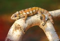 Resting leguan