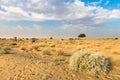 One rhejri tree in desert undet blue sky