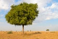 One rhejri tree in desert undet blue sky