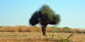 One rhejri (prosopis cineraria) tree in the thar desert Jaisalmer India