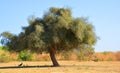 One rhejri (prosopis cineraria) tree in the thar desert Jaisalmer India