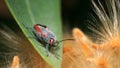 Red eyed bug sits on a green leaf. Royalty Free Stock Photo