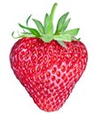 One rich strawberry fruit. Clipping paths.