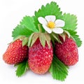 One rich strawberry fruit isolated on a white. Royalty Free Stock Photo