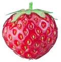 One rich strawberry fruit.