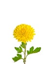 One rich yellow chrysanthemum Royalty Free Stock Photo