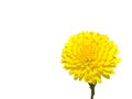 One rich yellow chrysanthemum Royalty Free Stock Photo
