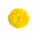 One rich yellow chrysanthemum