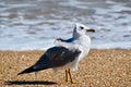 One Ring Billed Gull on the Beach Royalty Free Stock Photo