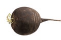 One ripe black radish root isolated Royalty Free Stock Photo