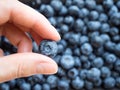 One ripe blueberry in hands Royalty Free Stock Photo