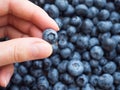 Ripe blueberry in hands on the background of a lot of blueberries Royalty Free Stock Photo