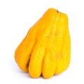 Studio shot single bright yellow Fingered Citron Buddha Hand citrus isolated on white Royalty Free Stock Photo