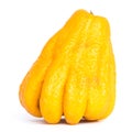 Studio shot single bright yellow Fingered Citron Buddha Hand citrus isolated on white Royalty Free Stock Photo