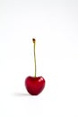 One ripe cherry fruit on a white background Royalty Free Stock Photo