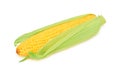 One ripe corn on the cob with leaves (isolated)