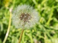 One ripe dandelion close-up in the open air Royalty Free Stock Photo
