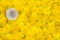 One ripe dandelion among yellow Royalty Free Stock Photo