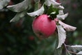 One ripe delicious red winter apple close-up after rain in water drops hanging on tree branch with green leaves. Royalty Free Stock Photo