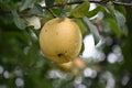 One ripe delicious yellow winter apple close-up after rain in water drops hanging on tree branch with green leaves. Royalty Free Stock Photo