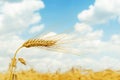 Ripe ear of wheat golden color in field Royalty Free Stock Photo