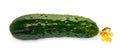 One ripe fresh green cucumber isolated on white background Royalty Free Stock Photo