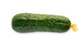 One ripe fresh green cucumber isolated on white background Royalty Free Stock Photo