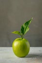 One ripe green apple on a gray background.