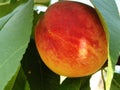 One ripe juicy delicious peach Royalty Free Stock Photo