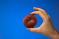 One ripe peach fruit held by Caucasian male hand. Close up studio shot, isolated on blue background Royalty Free Stock Photo