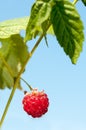 One ripe raspberry on green bunch with fresh leaves Royalty Free Stock Photo