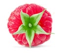 one ripe raspberry isolated on white background macro Royalty Free Stock Photo