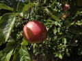 One ripe red apple in sunlight on apple tree branch Royalty Free Stock Photo