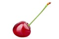 One ripe red cherry on a stalk. Isolated on white background Royalty Free Stock Photo