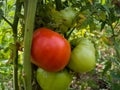 One ripe red and a few green tomatoes hang on a stalk in the vegetable garden during a sunny summer day. Agricultural organic Royalty Free Stock Photo