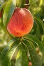 One ripe red peach among green leaves, on a tree branch, sun glare, concept Royalty Free Stock Photo