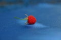 Ripe red raspberry berry lies on a blue table Royalty Free Stock Photo