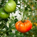 One ripe red tomato and two green unripe in the garden. Vegetable farming and tomatoes harvest. Royalty Free Stock Photo