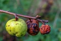One ripe and two rotten apples hang on a branch Royalty Free Stock Photo