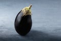 One ripe whole eggplant on a dark background with a blue tinge.