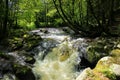 One river in the vosges forest