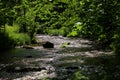 One river in the vosges forest