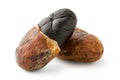 One roasted half peeled and one unpeeled cocoa bean on white