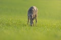 one Roe deer doe (Capreolus capreolus) stands on a green meadow and eats Royalty Free Stock Photo