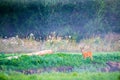 roe deer female near forest in summer dawn Royalty Free Stock Photo