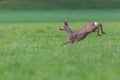 One roebuck capreolus jumping in green grass Royalty Free Stock Photo