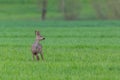 One roebuck capreolus standing in green meadow