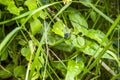 One rope berry of bilberry Vaccinium myrtillus Royalty Free Stock Photo