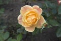 One rosa `Anne Harkness` apricot-yellow flower and bud.